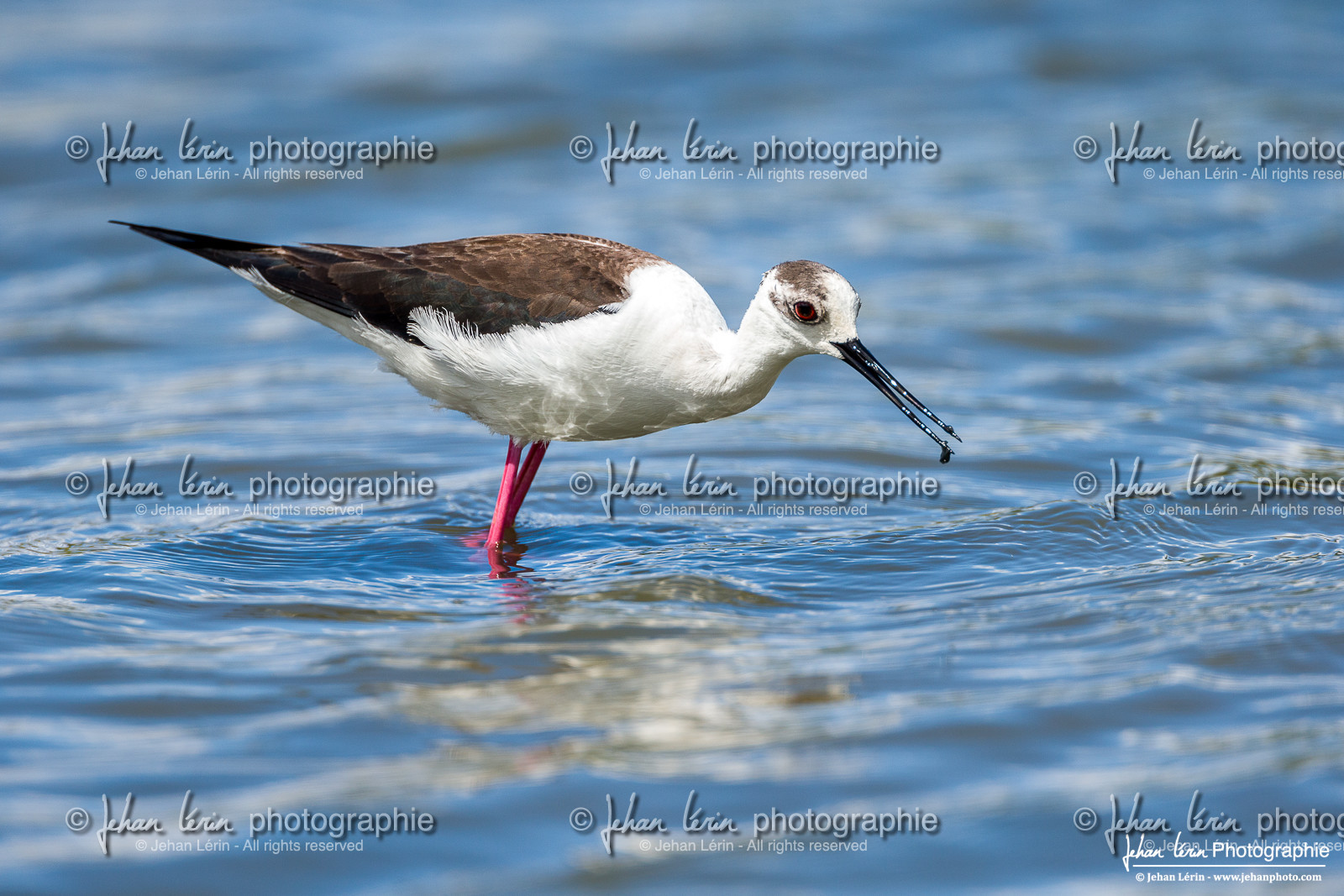 Échasse Blanche - Black Winged Stilt