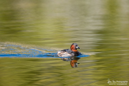 Grèbe Castagneux - Little Grebe
