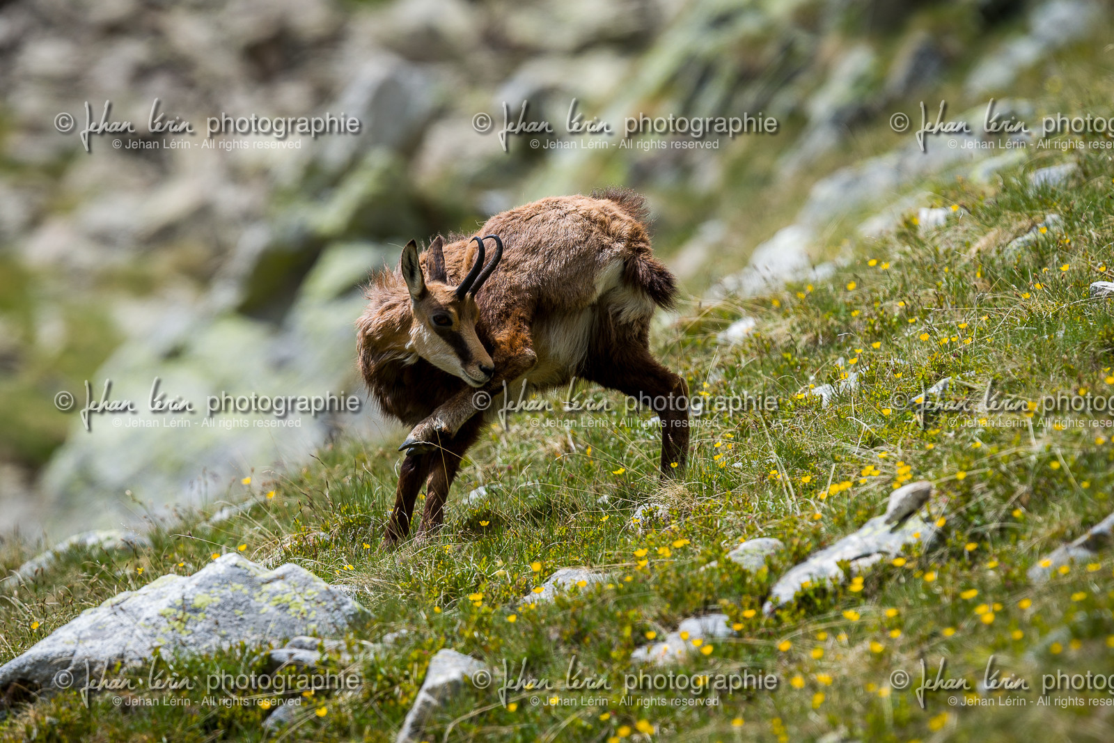 chamois_madone-de-fenestre_jl_1dx_06-06-2017-0012.jpg
