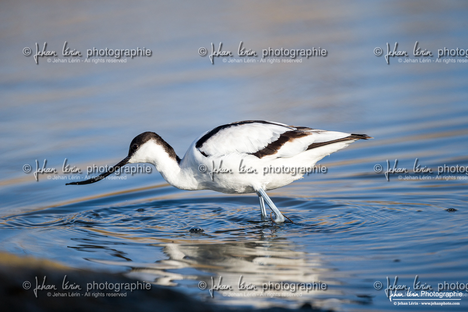 Avocette Élégante - Pied Avocet Recurvirostra avosetta