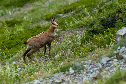 chamois_lacs-de-vens_tortisse_jl_1dx_12-07-2020-0193.jpg