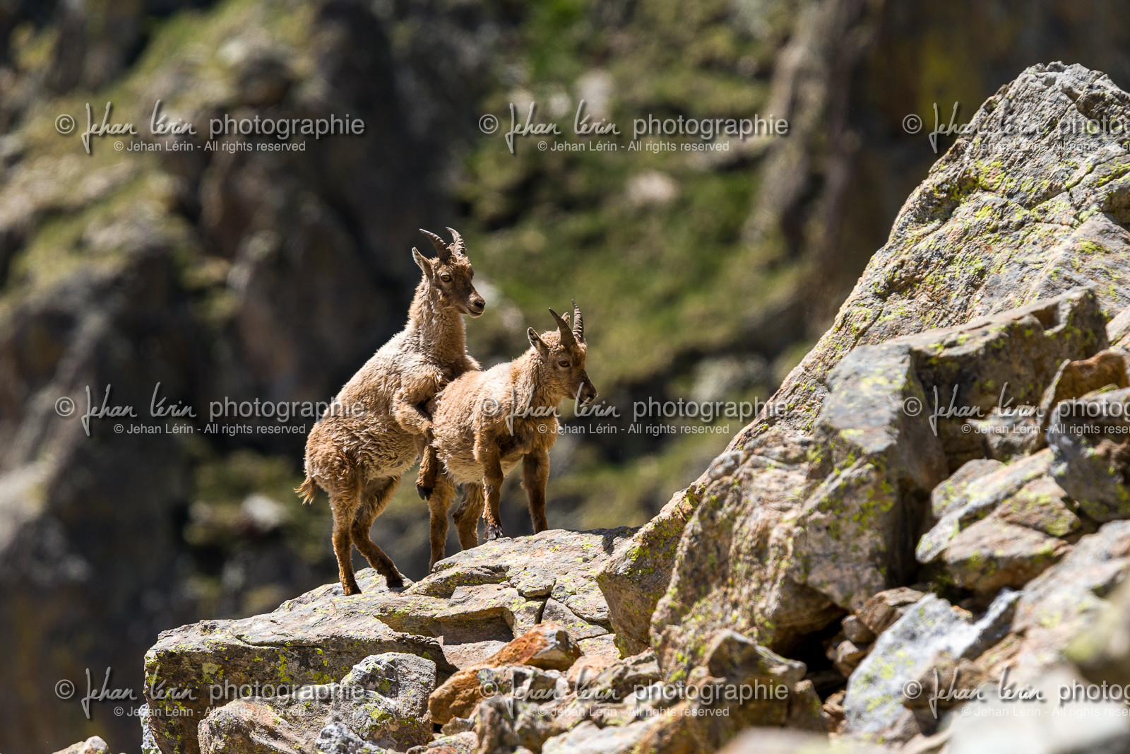 bouquetin_lac-de-fenestre_1dx_23-06-2019-0044.jpg