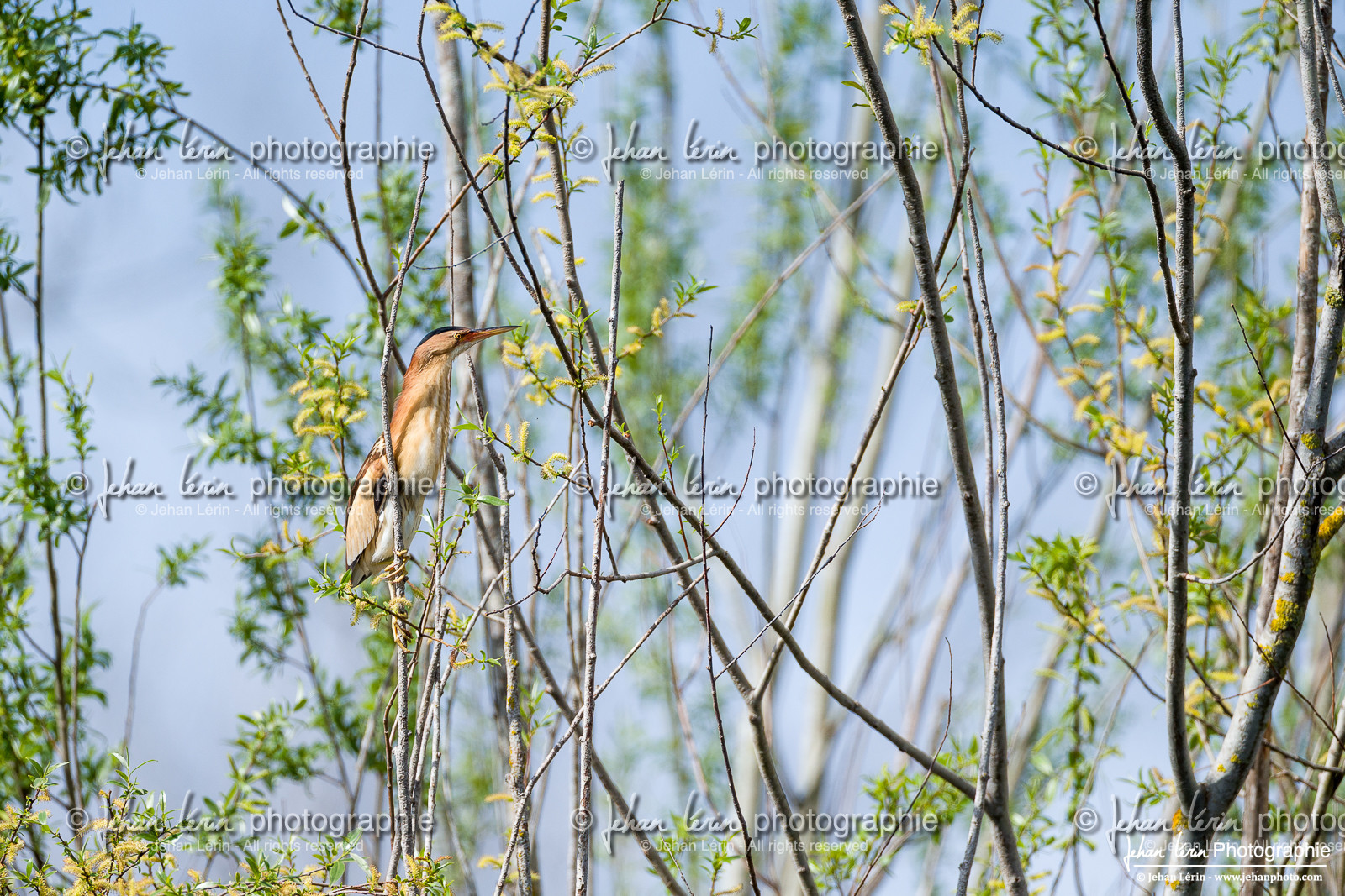 Blongios Nain - Little Bittern
