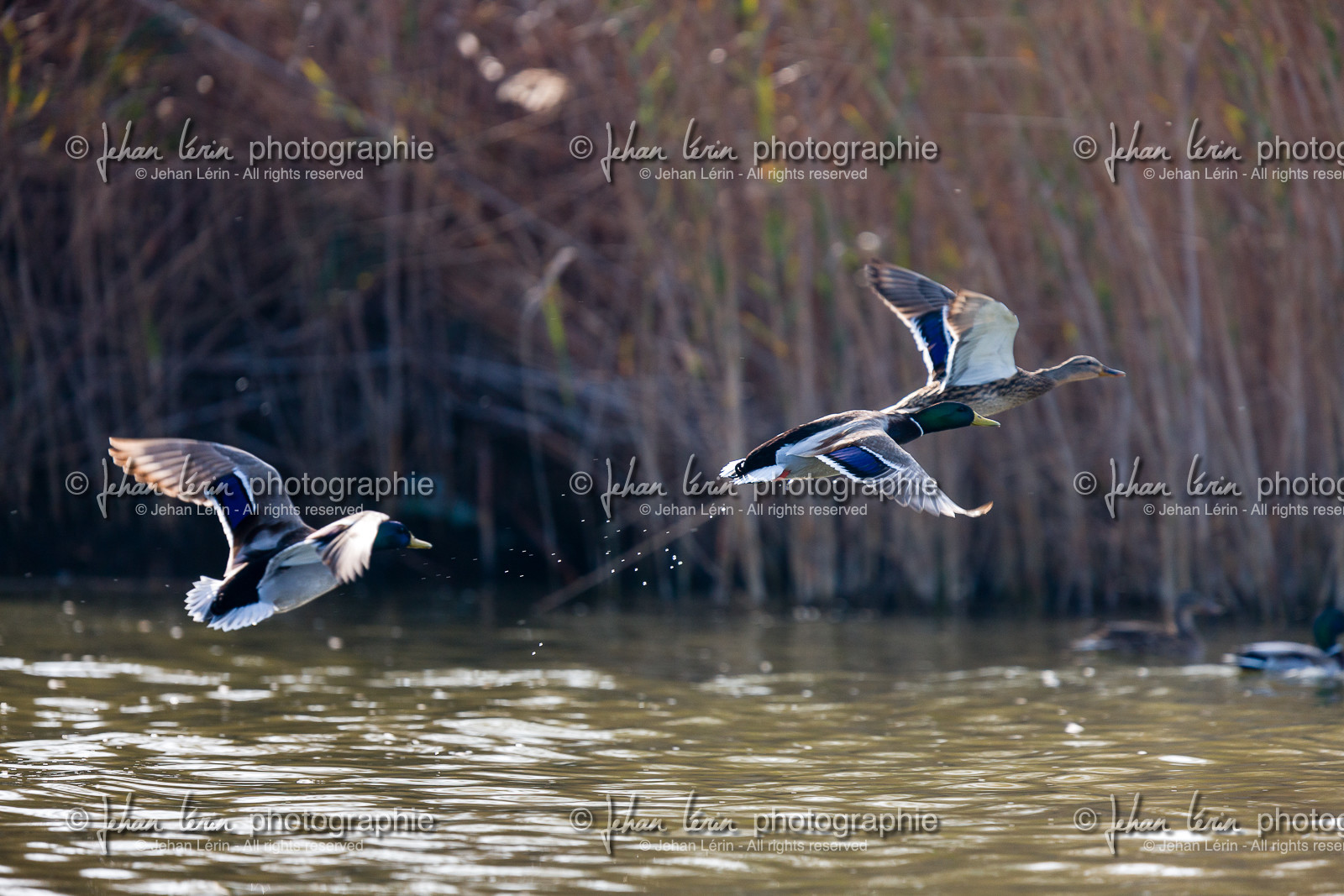 Canard Colvert - Mallard