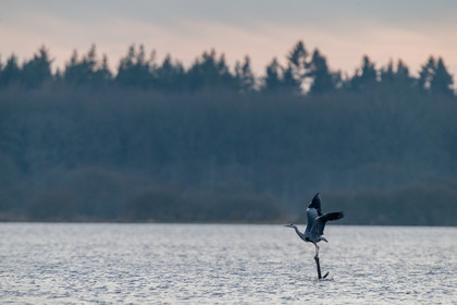 heron-cendre_lac-de-grand-lieu_jehan-lerin_jl_1dx_23-12-2021-0036.jpg