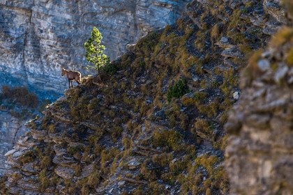 parc-re-gional-du-vercors_chichilianne_jl_1dx_25-10-2021-0046.jpg