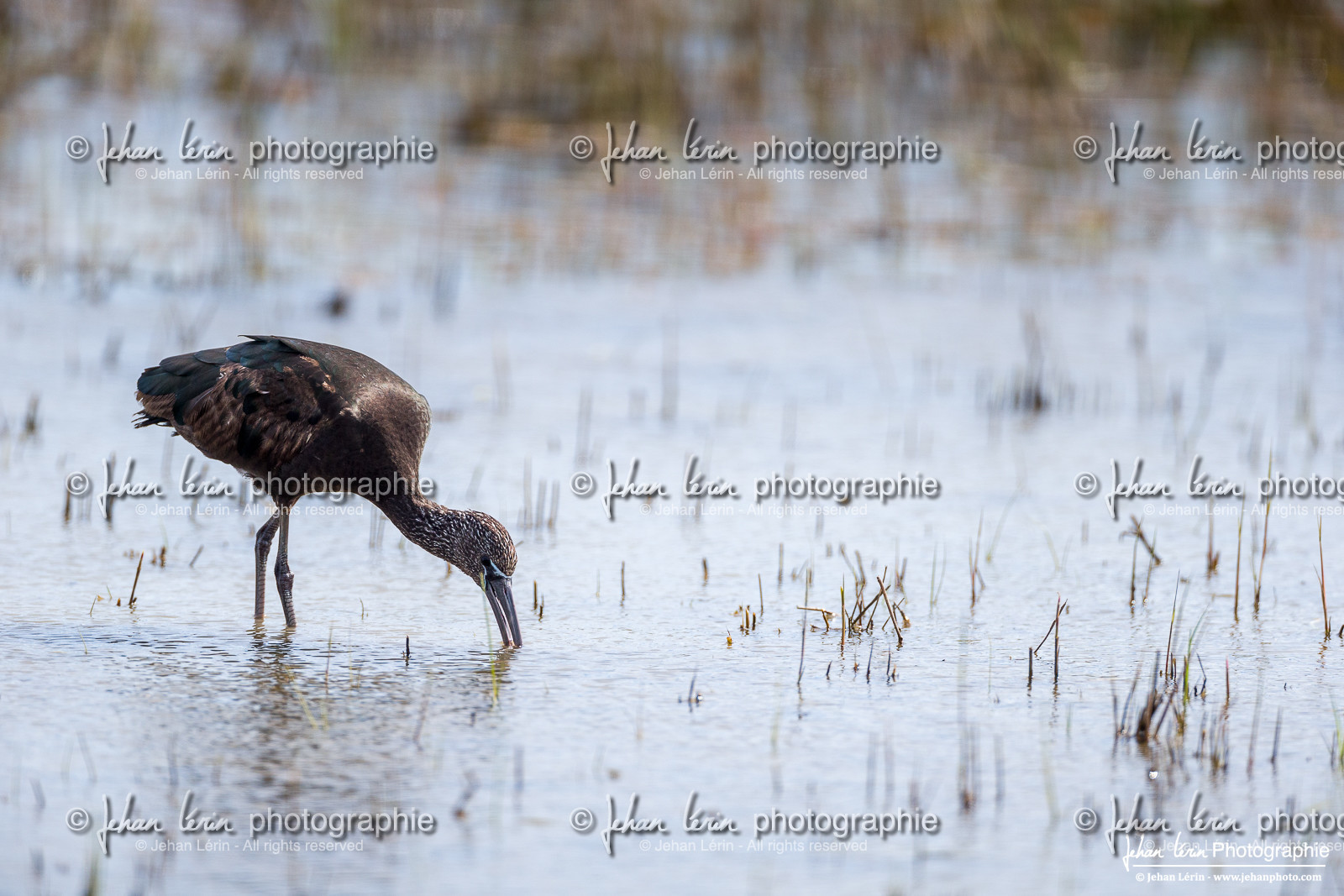 Ibis Falcinelle - Glossy Ibis