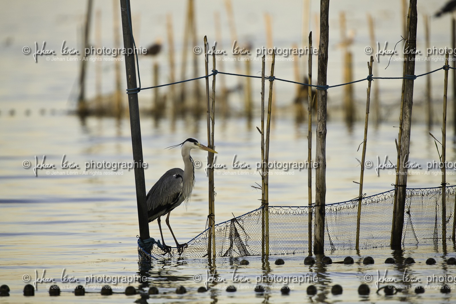 l-albufera_valencia_18-01-2012-2-20.jpg