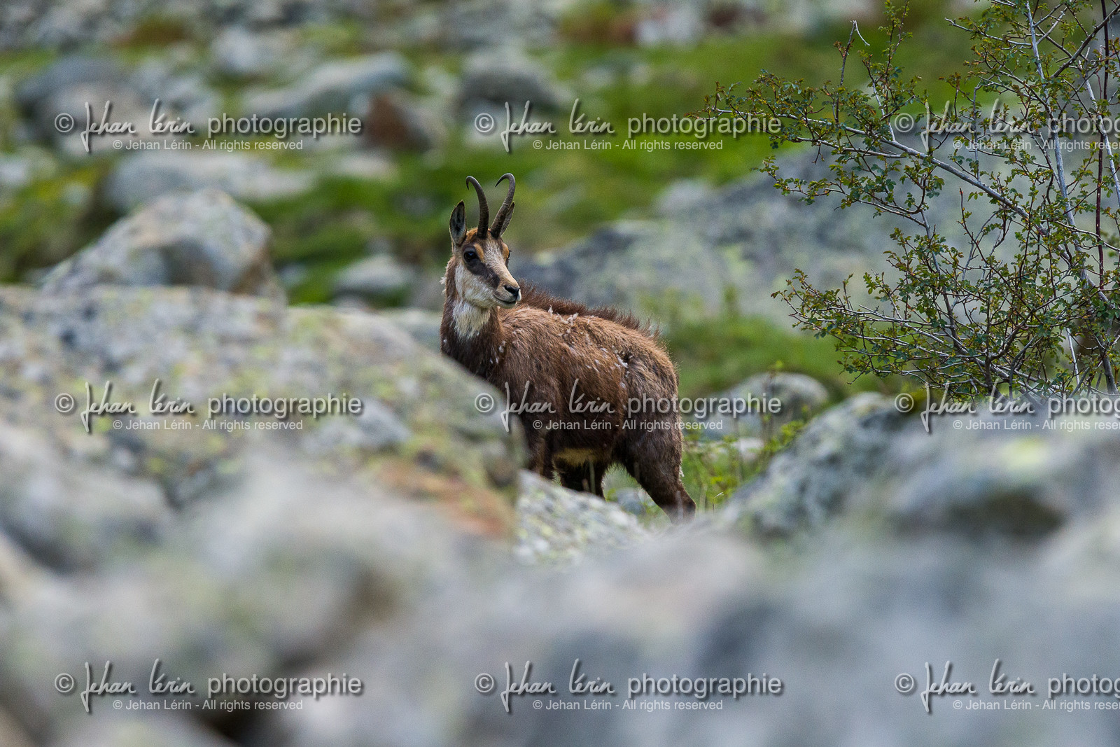chamois_la-gordolasque_mercantour_jl_1dx_20-05-2020-0082.jpg