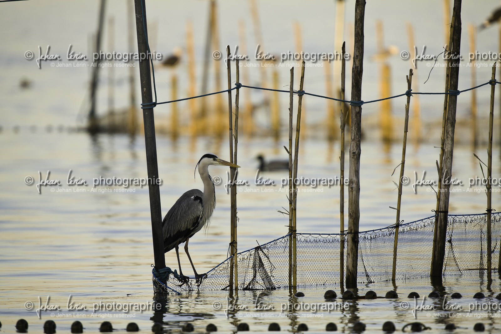 l-albufera_valencia_18-01-2012-2-21.jpg