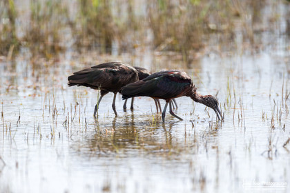 Ibis Falcinelle - Glossy Ibis