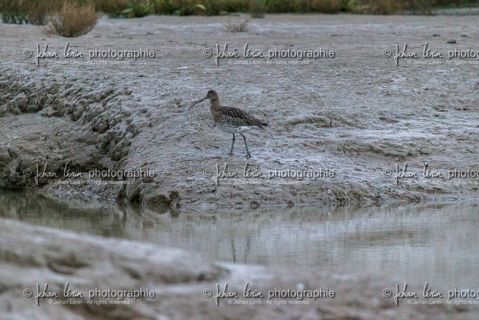 Courlis Cendré - Eurasian curlew