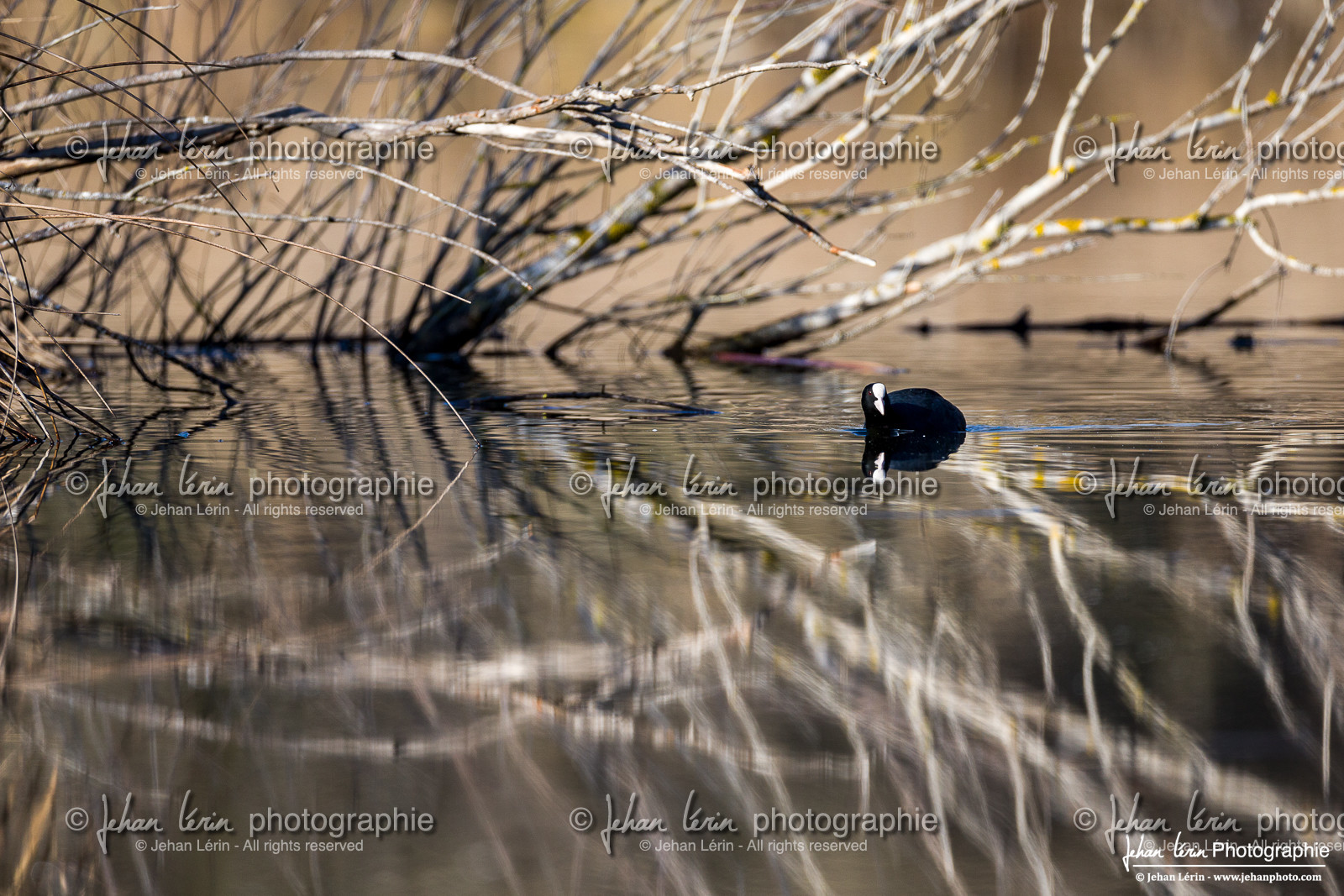 Foulque Macroule - Eurasian Coot : Fulica atra