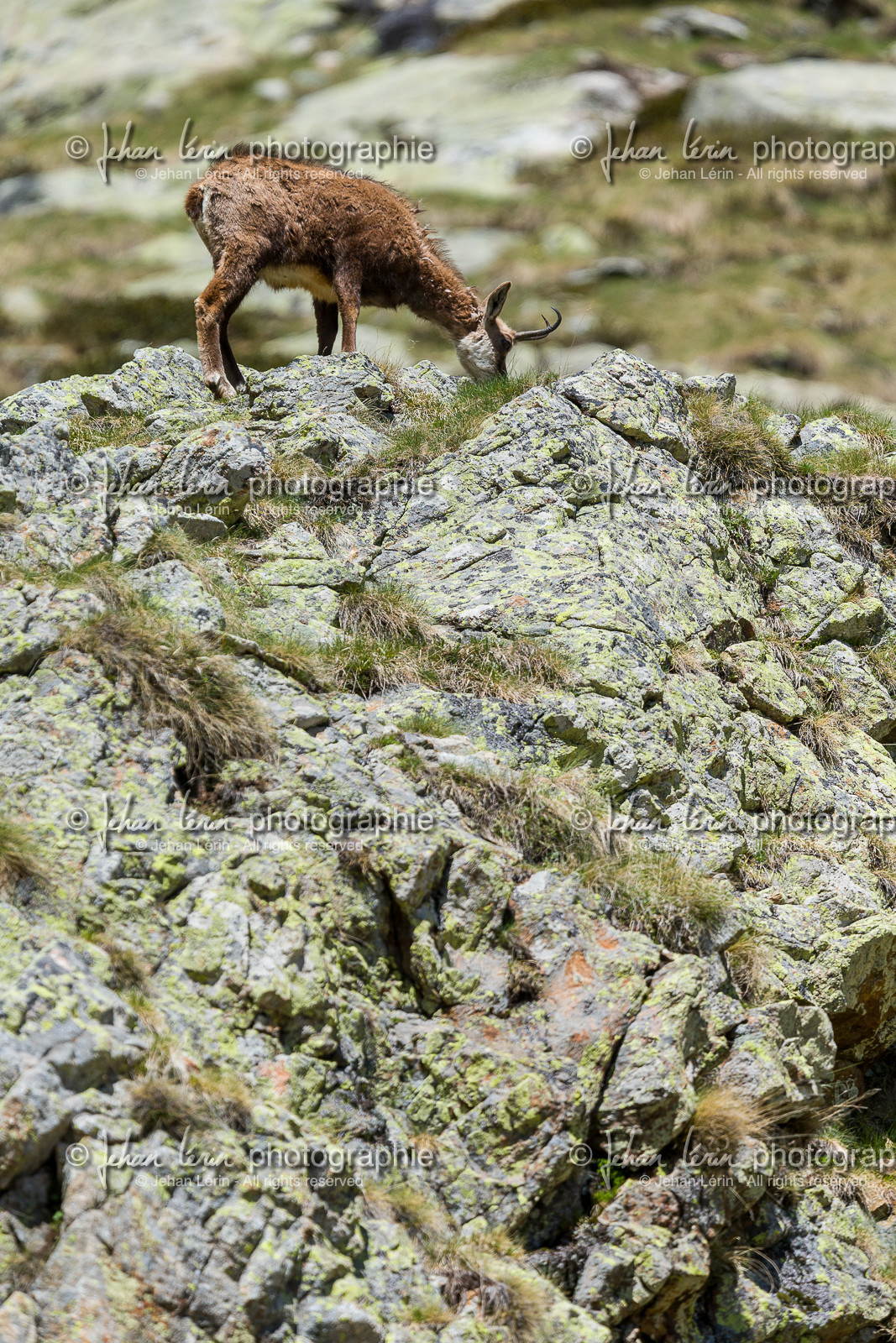 chamois_la-gordolasque_mercantour_jl_1dx_20-05-2020-0786.jpg