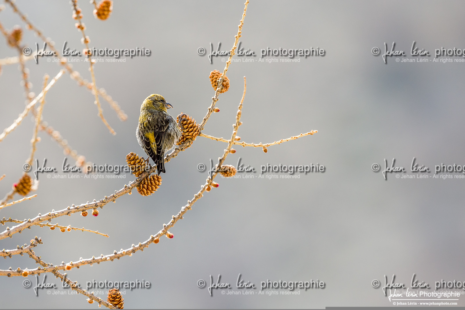 Bec Croisé Perroquet - Parrot Crossbill