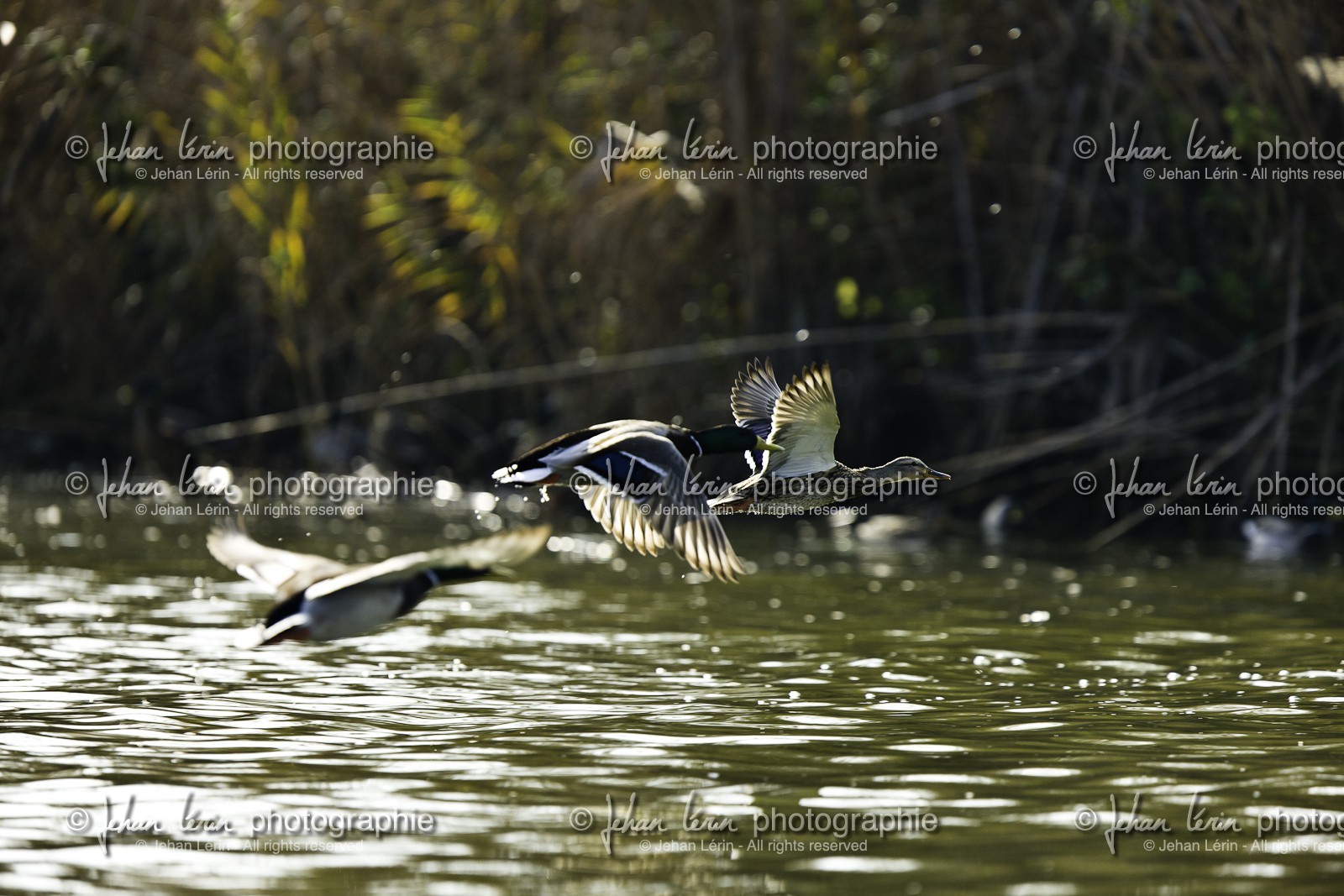 l-albufera_20-01-2011-2107.jpg