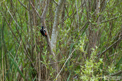 Pic Épeiche - Great Spotted Woodpecker