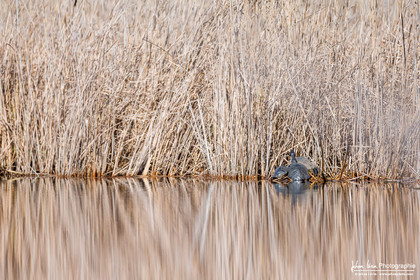 Tortue de Floride, Red-Eared Slider