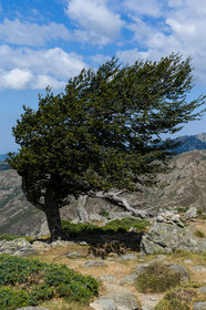gr20_corse_jl_1dx_25-07-2016-0962.jpg