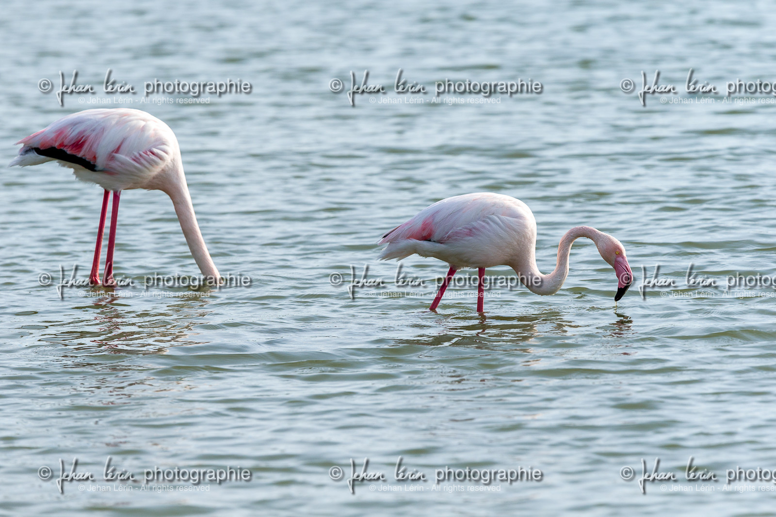 flamants-roses_le-grau-du-roi_camargue_jl_1dx_06-05-2021-0339.jpg