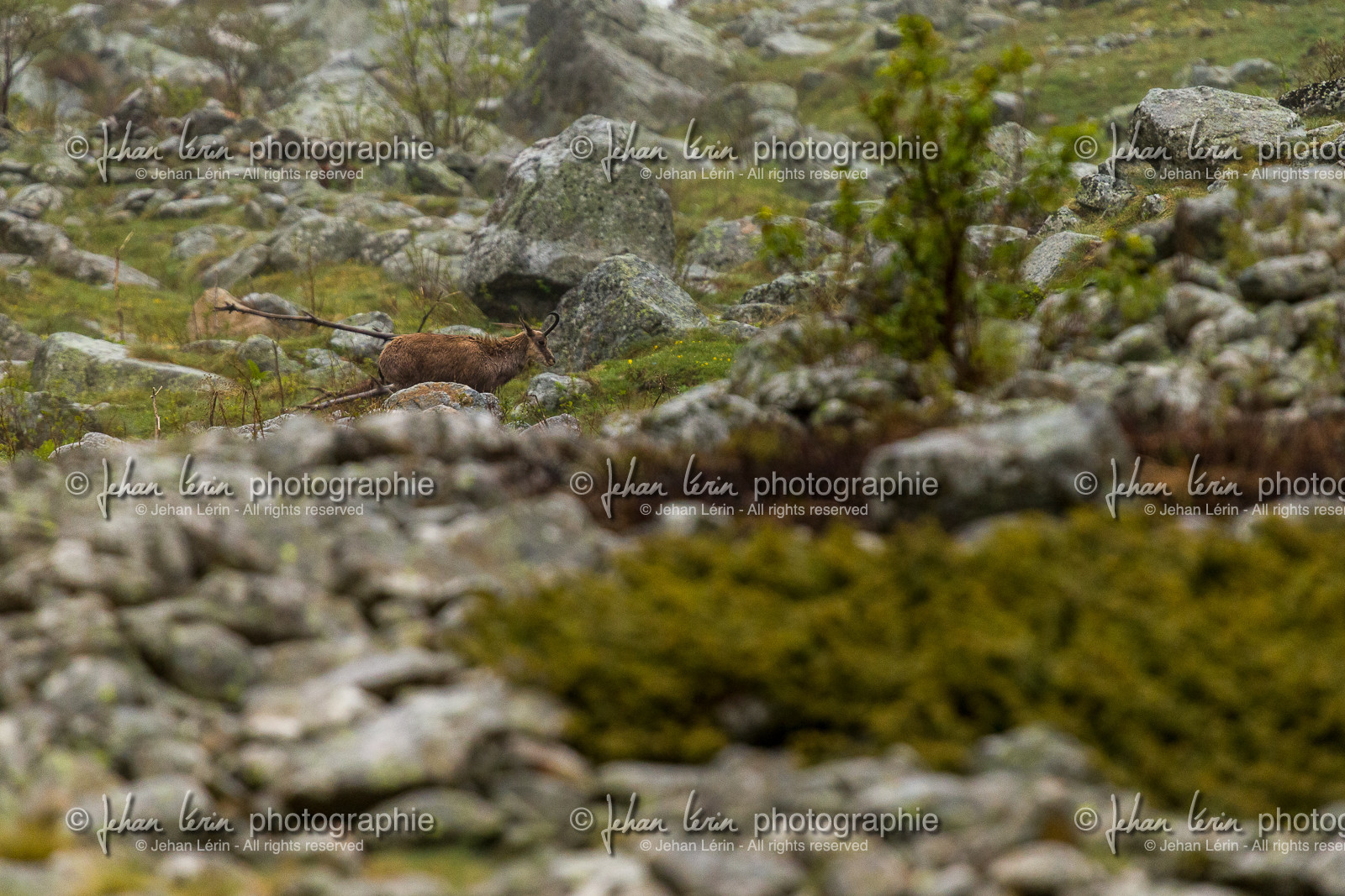 chamois_la-gordolasque_mercantour_jl_1dx_11-05-2020-0019.jpg
