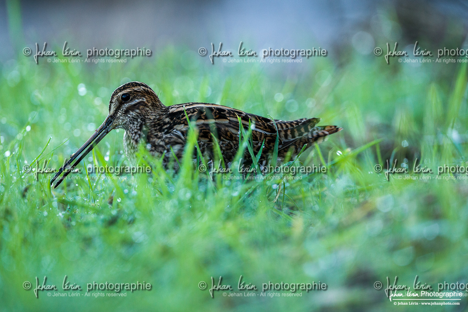 Bécassine des Marais - Common Snipe