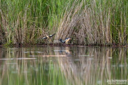 Blongios Nain - Little bittern