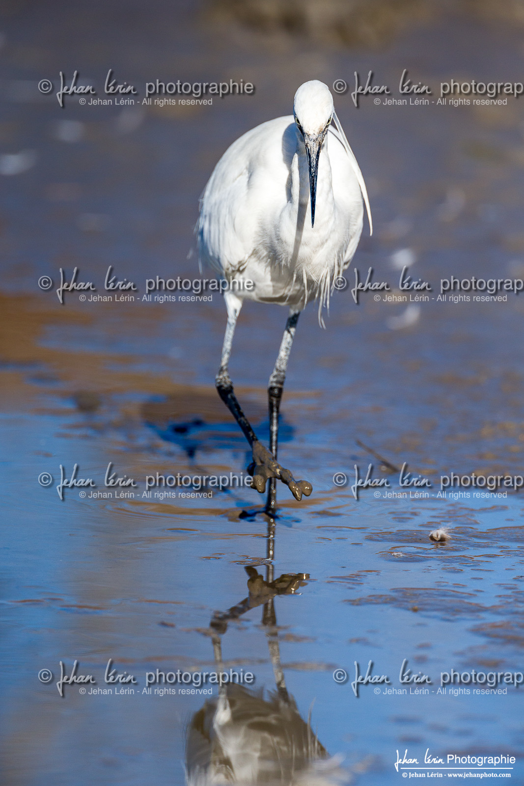 Grande Aigrette - Great Egret