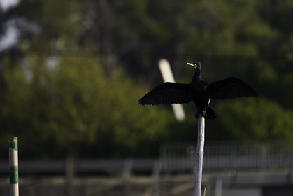 l-albufera_20-01-2011-2077.jpg
