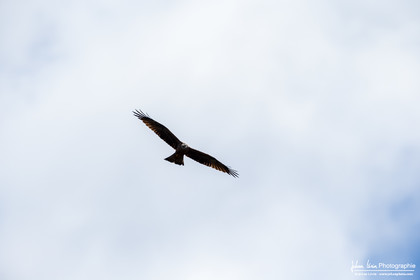 Milan Noir - Black Kite
