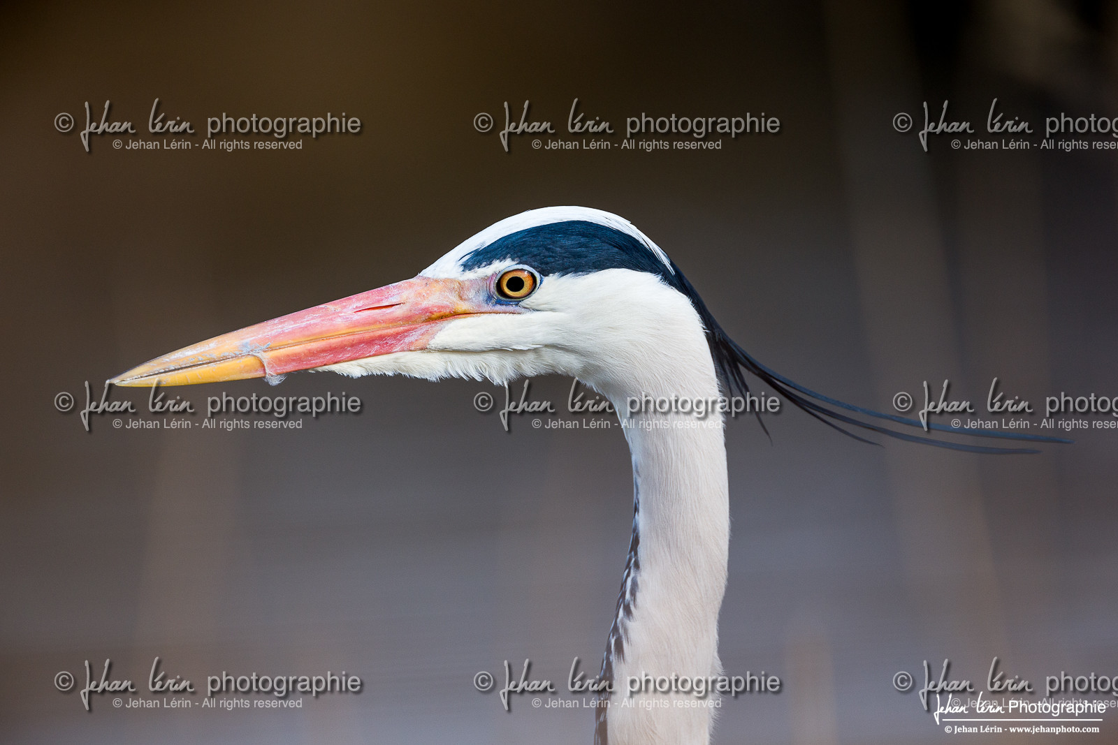 Héron Cendré - Gray Heron