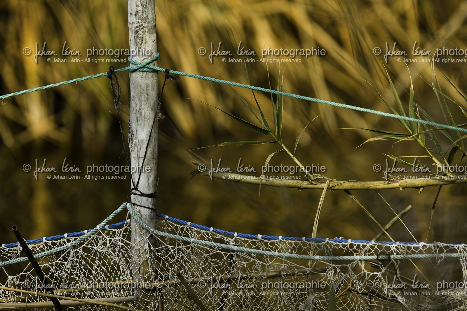 l-albufera_20-01-2011-2061.jpg