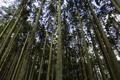 en-route-vers-le-temple-12_shikoku_japon_07-03_2014-0374.jpg