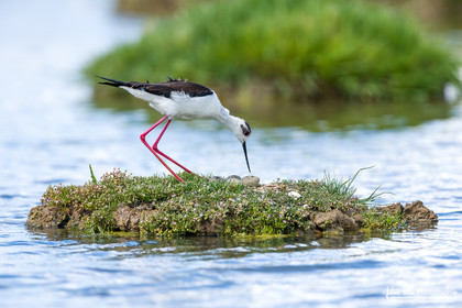 Échasse Blanche - Black Winged Stilt