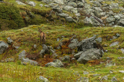 chamois_la-gordolasque_mercantour_jl_1dx_11-05-2020-0114.jpg