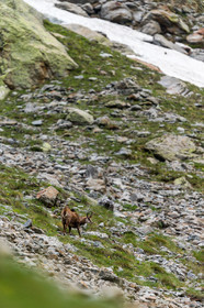 chamois_la-gordolasque_mercantour_jl_1dx_20-05-2020-0118.jpg