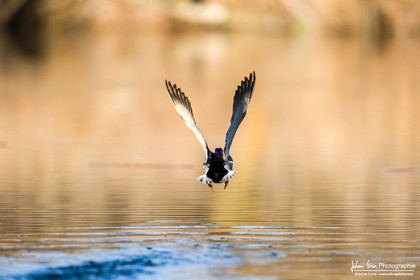 Canard Colvert - Mallard