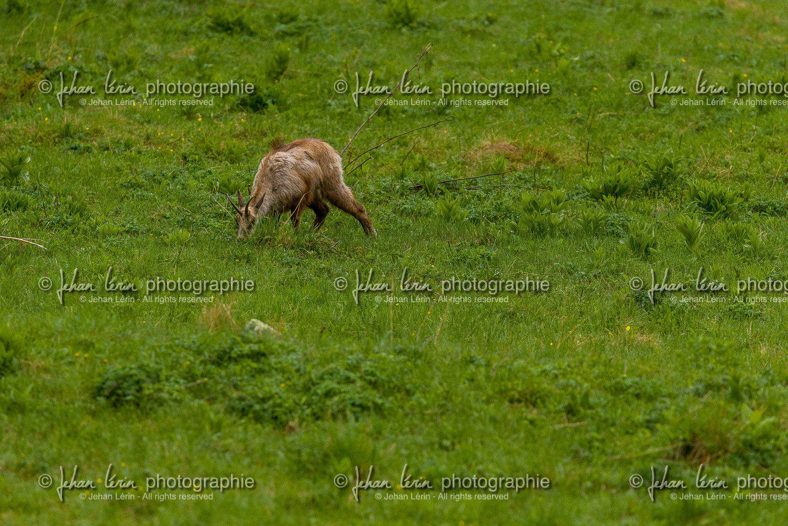 chamois_la-gordolasque_mercantour_jl_1dx_11-05-2020-0192.jpg