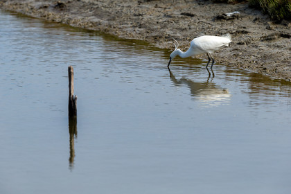 aigrette-garzette_stes-maries-de-la-mer_camargue_jl_1dx_06-05-2021-0128.jpg