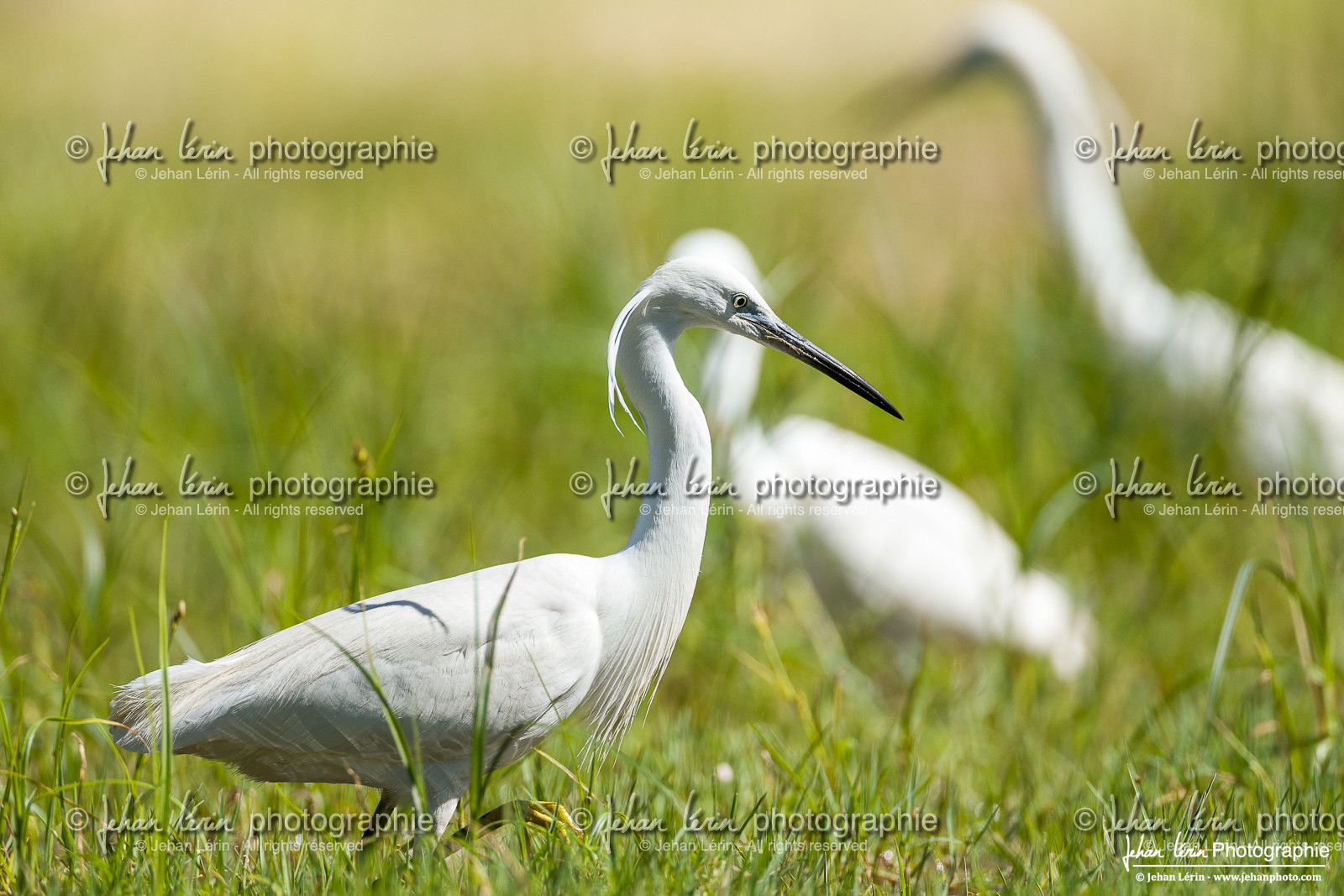 Aigrette Garzette - Little Egret