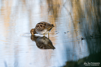 Bécassine des Marais - Common Snipe