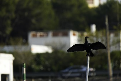 l-albufera_20-01-2011-2080.jpg