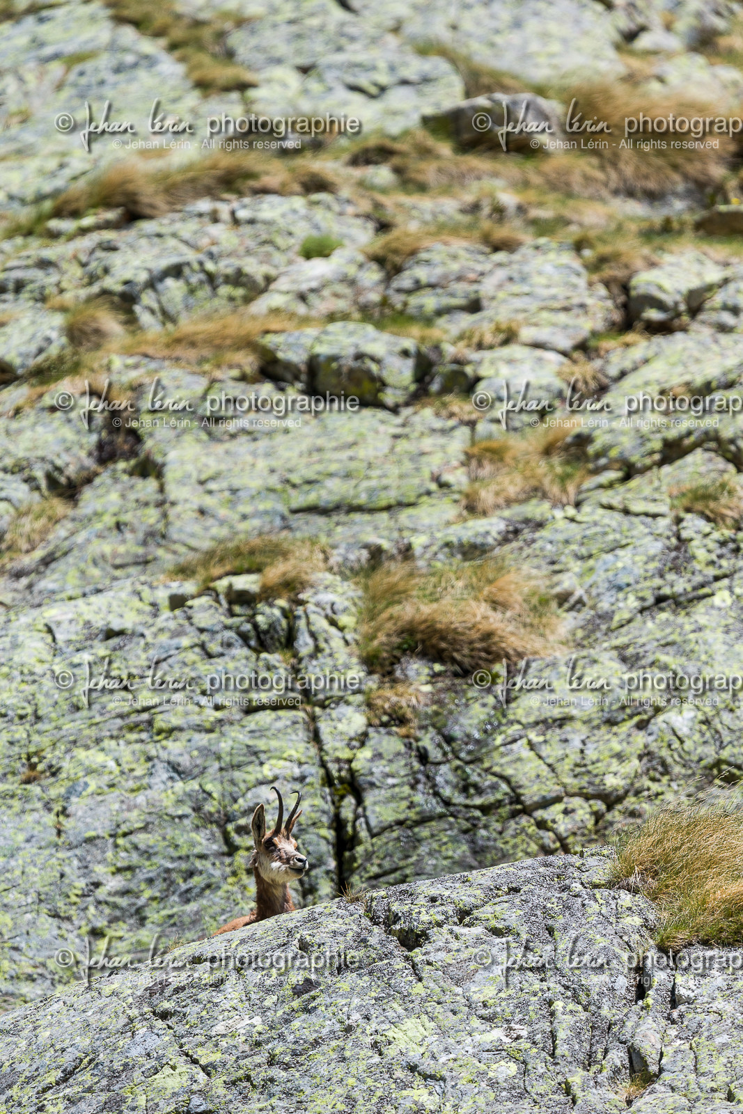 chamois_la-gordolasque_mercantour_jl_1dx_20-05-2020-0817.jpg