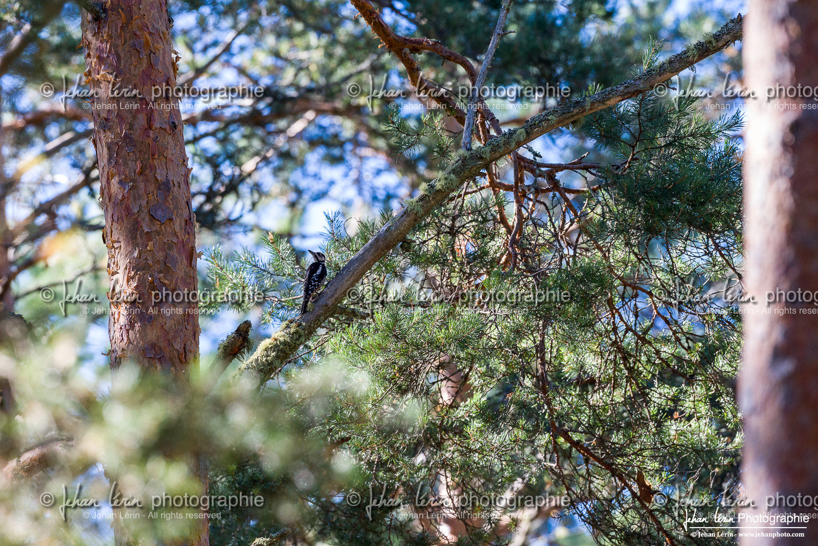 Pic Epeiche - Great Spotted Woodpecker