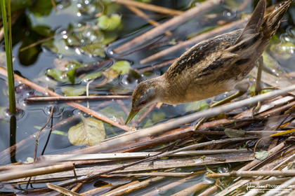 Marouette Poussin - Little Crake