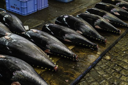 tsukiji-fish-market_tokyo_japon_jl_1dx_08-05-2014-6565.jpg