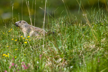 marmotte_vignols_roubion_tinee_alpes-maritimes_jehan-lerin_jl_1dx_30-05-2022-0008.jpg