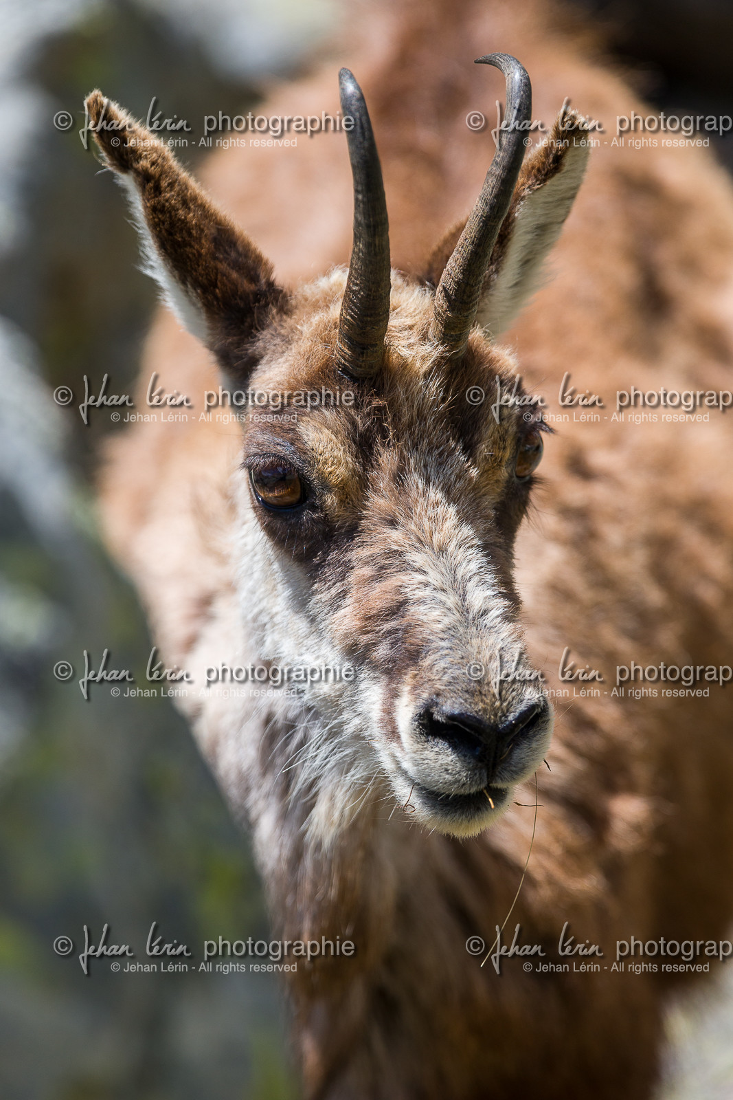 chamois_la-gordolasque_mercantour_jl_1dx_20-05-2020-0579.jpg