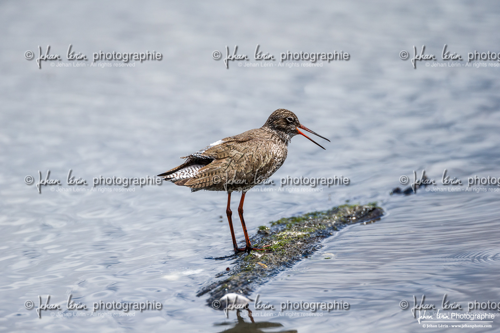 Chevalier Gambette - Common Redshank - Tringa Totanus