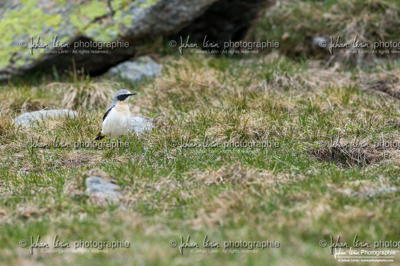 Traquet Motteux - Northern Wheatear